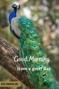 peacock good morning images hd 1080p download