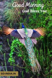 peacock good morning images hd 1080p download for whatsapp