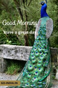 peacock good morning photo
