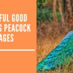 Beautiful Good Morning Peacock Images