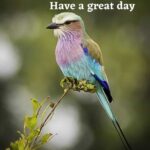 birds good morning hd images download