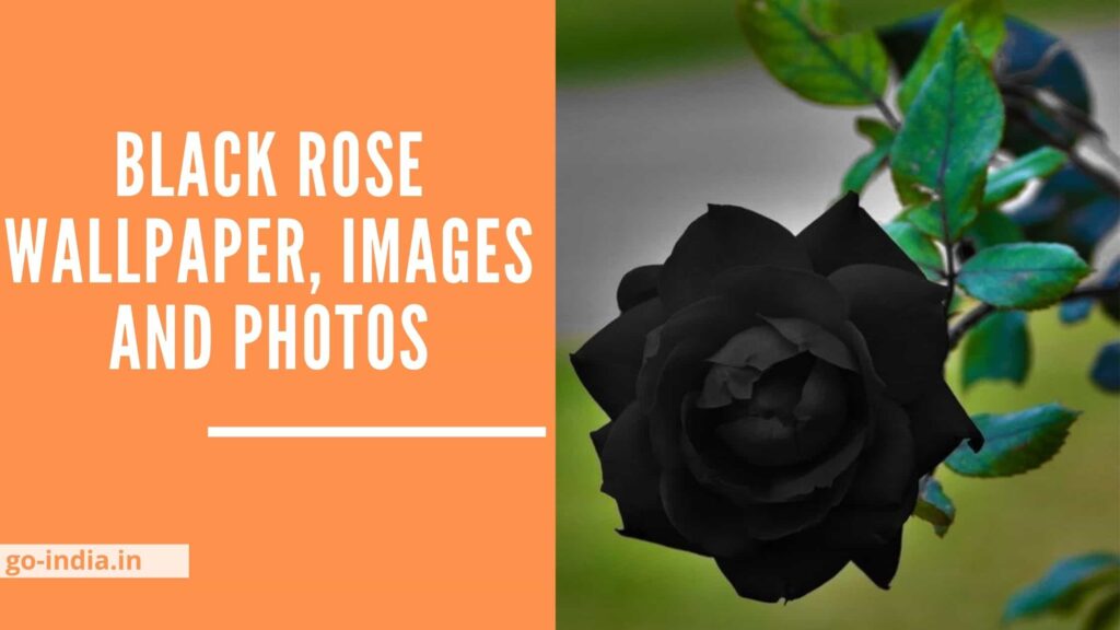 Black Rose Wallpaper, Images and Photos