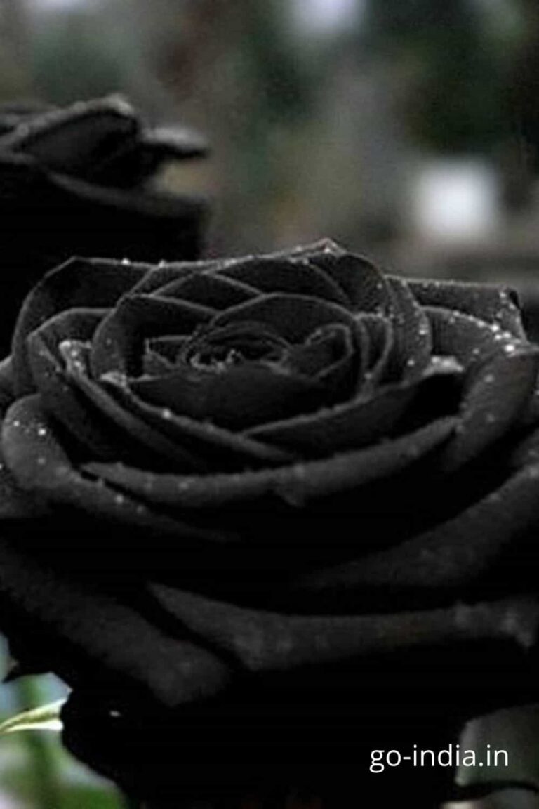 HD black rose pic