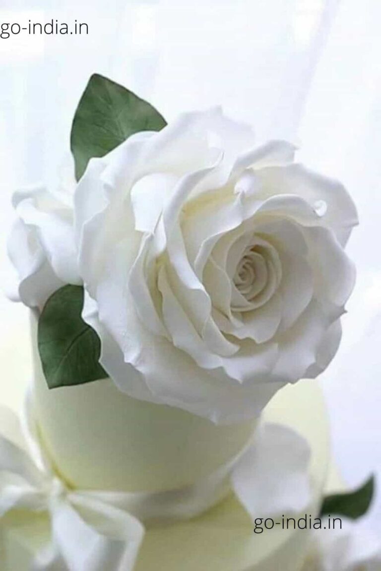 HD wallpaper white rose