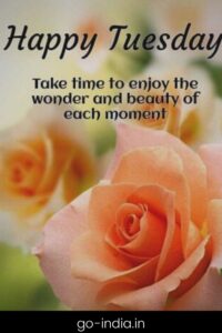 Happy Tuesday Images with Orange Rose