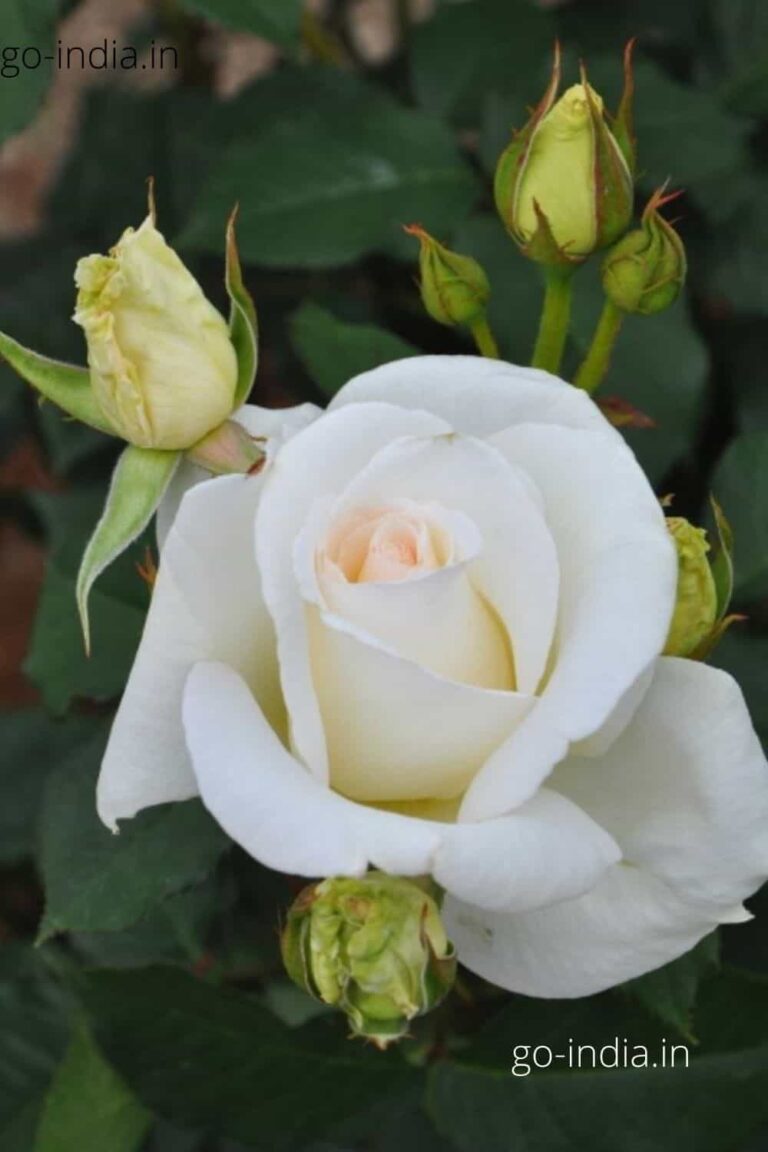 a beautiful white rose
