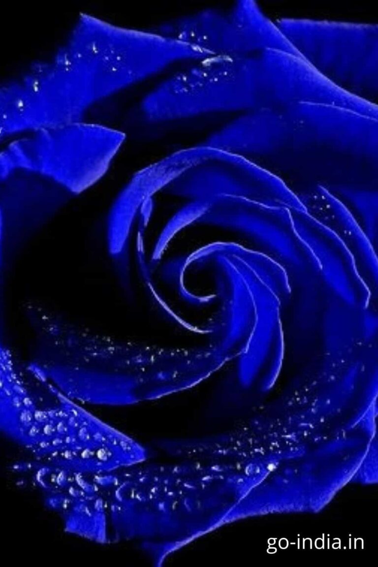 blue rose wallpaper free download