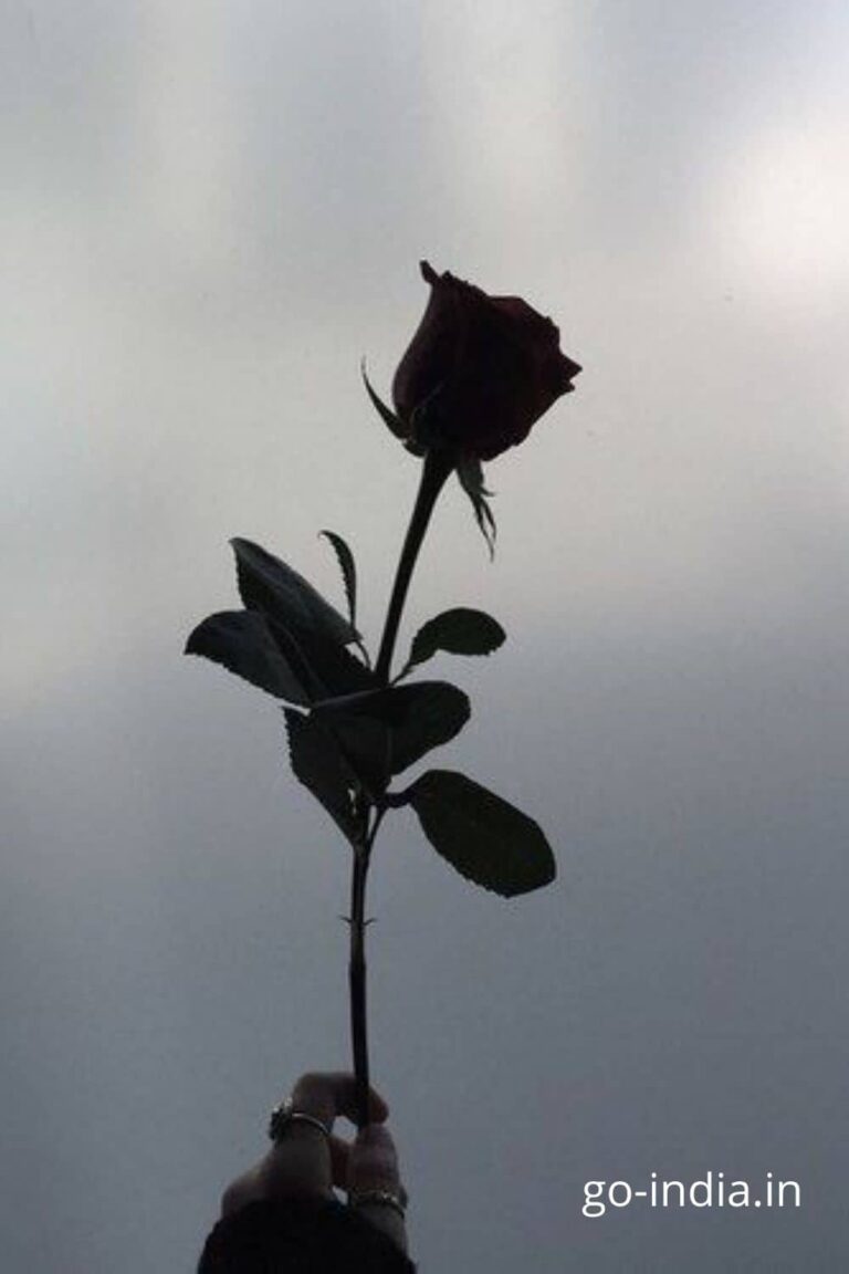 a lovely black rose