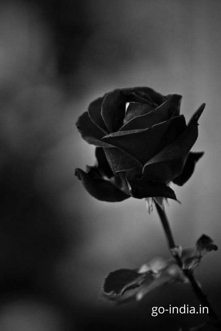 a pic of beautiful black rose