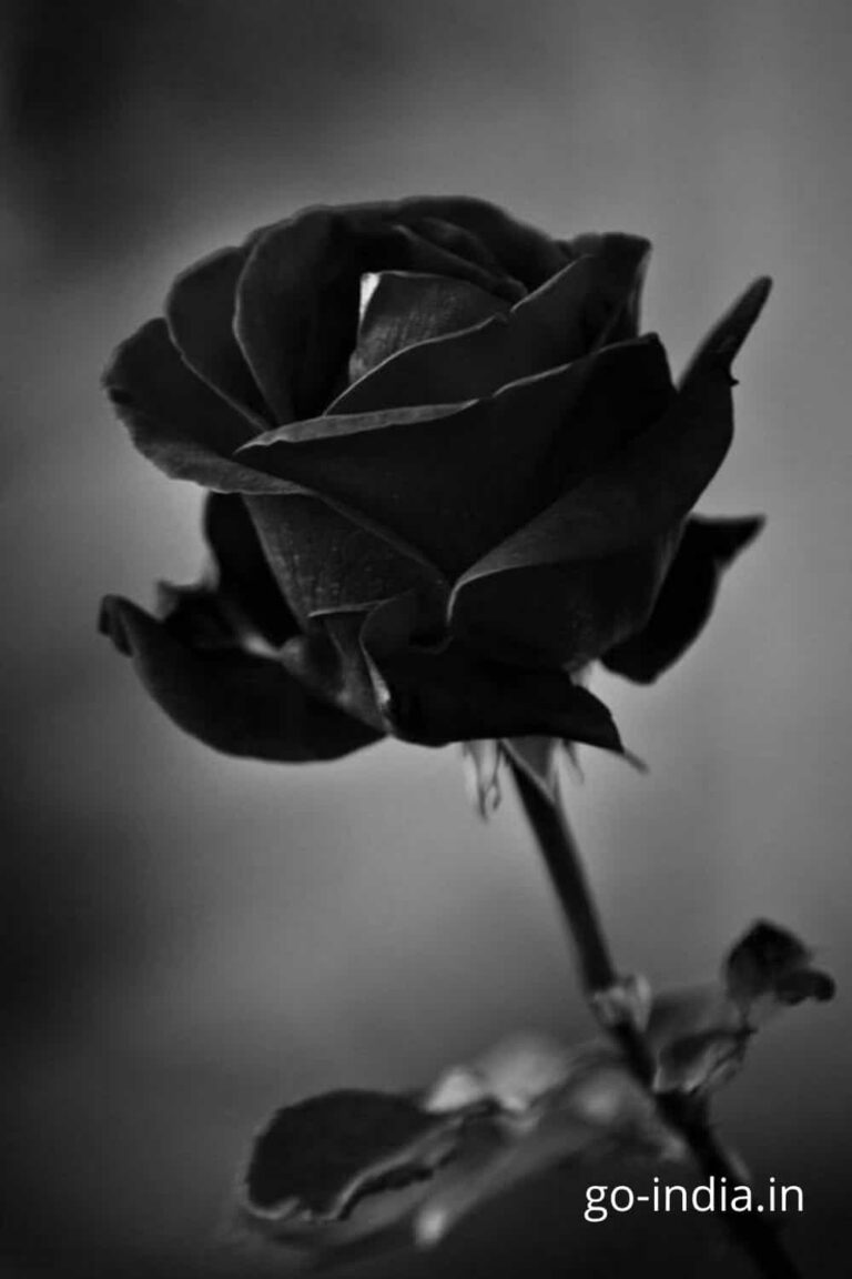 an epic wallpaper of black rose