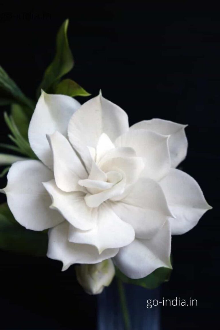 an image of white rose