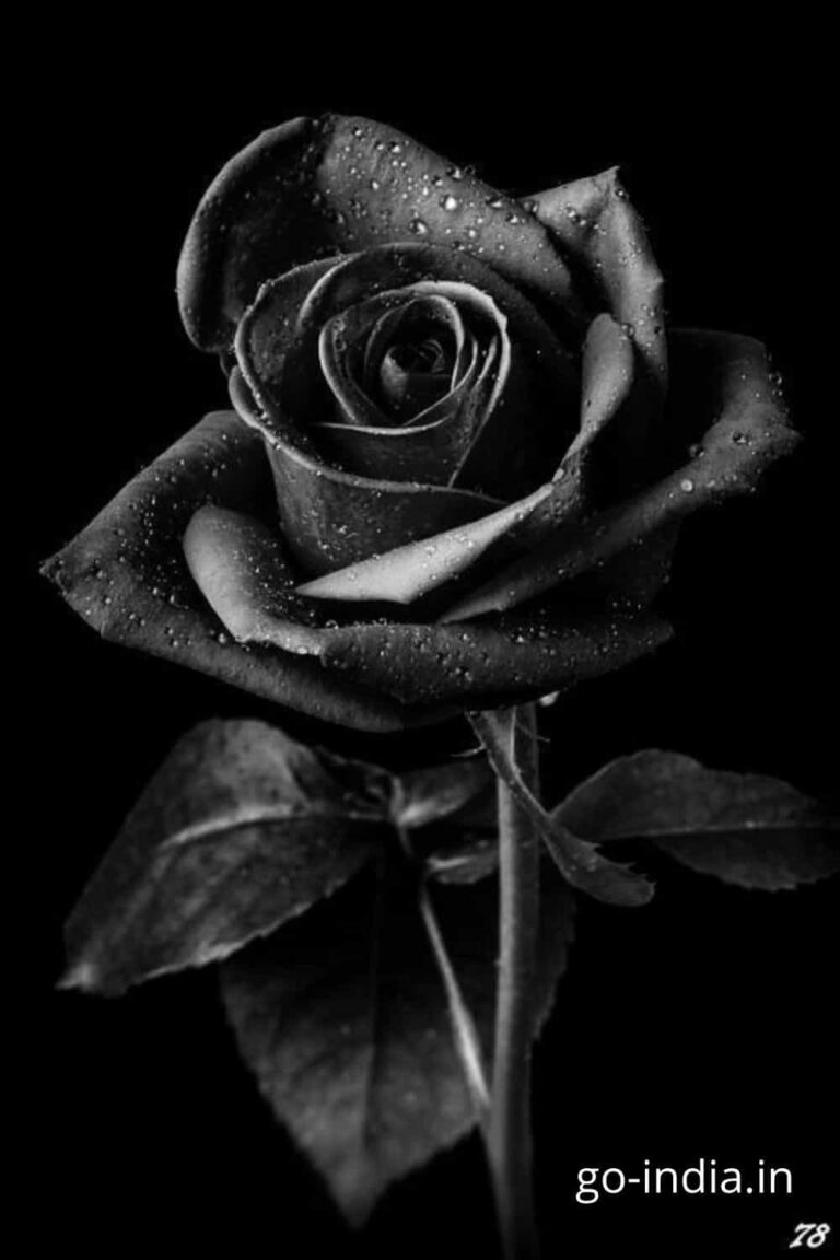 beautiful black rose