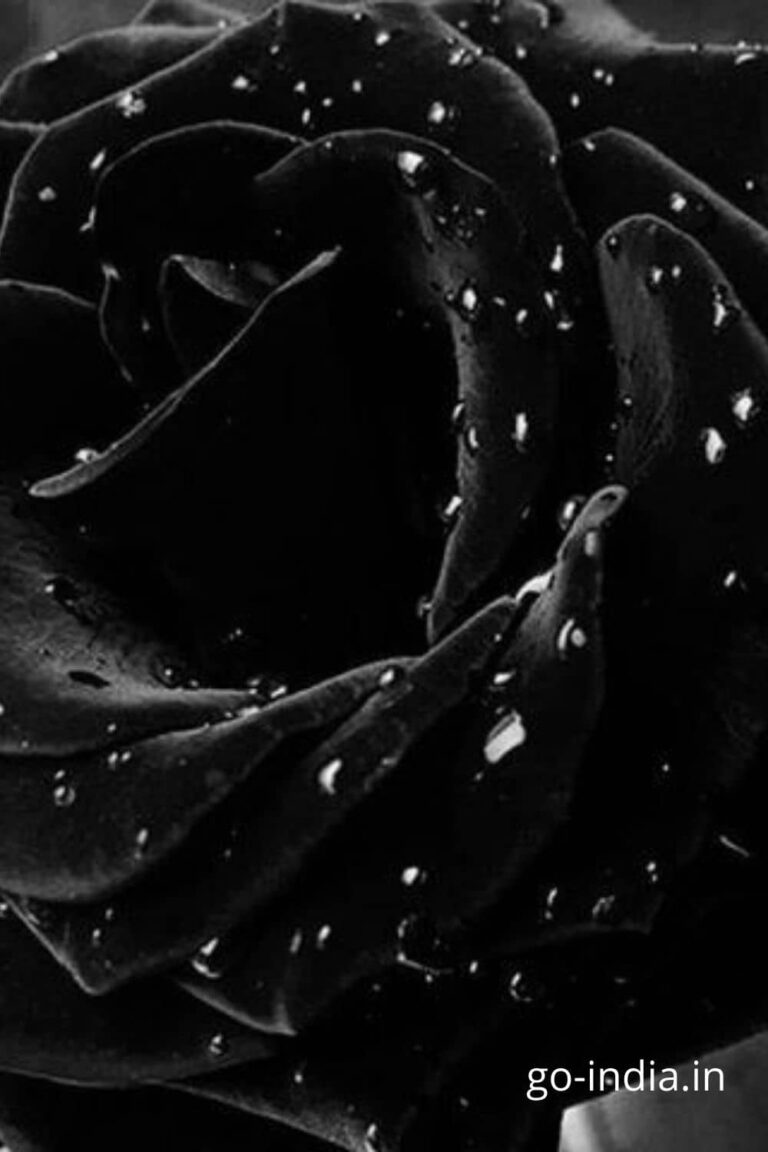 black rose free download