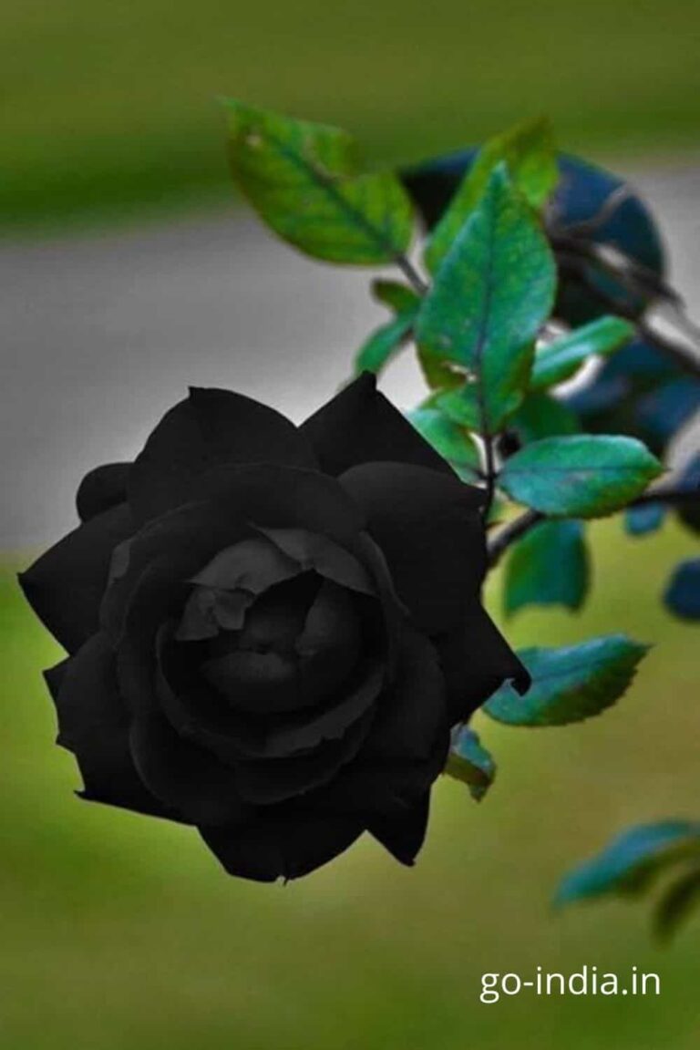 black rose image