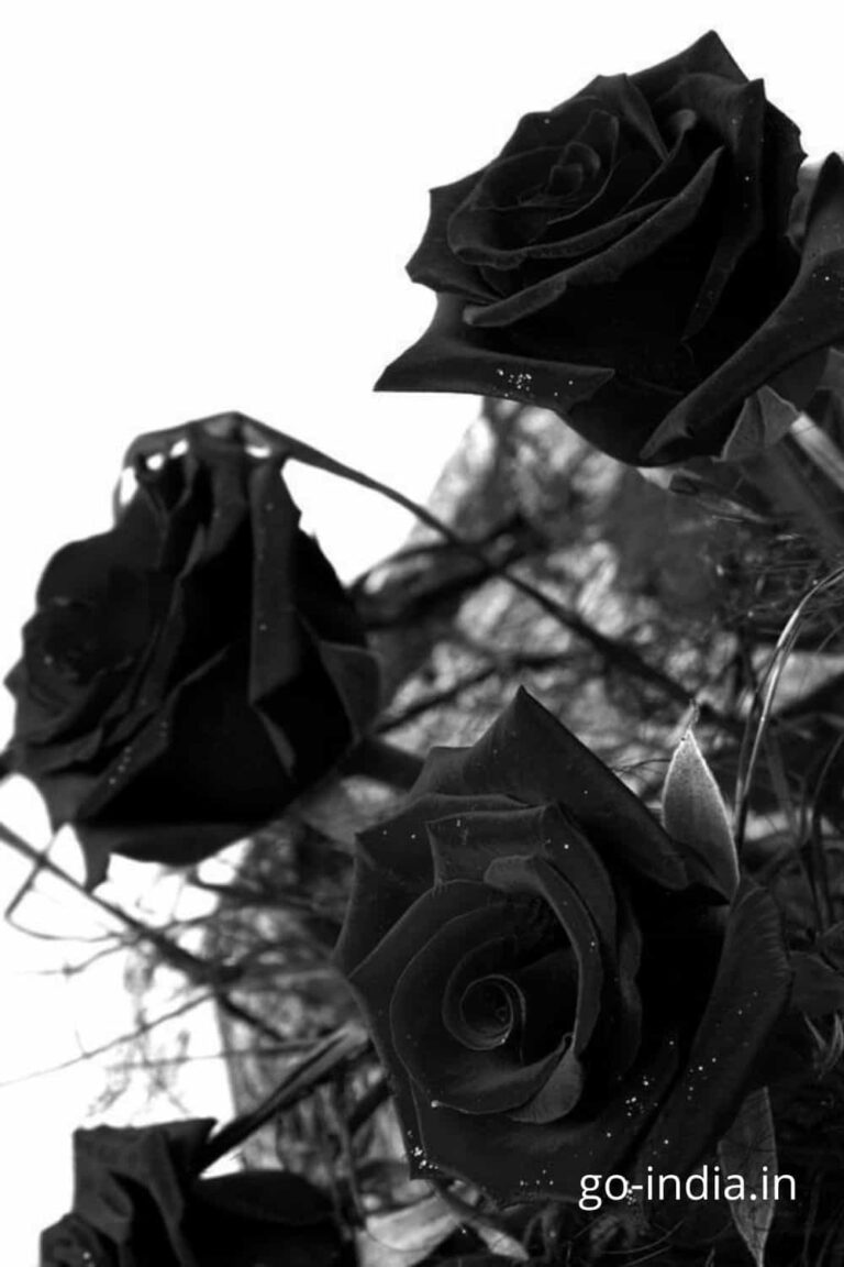 black rose in the field