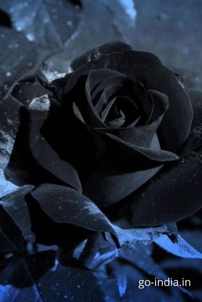150+ Black Rose Wallpaper, Images and Photos