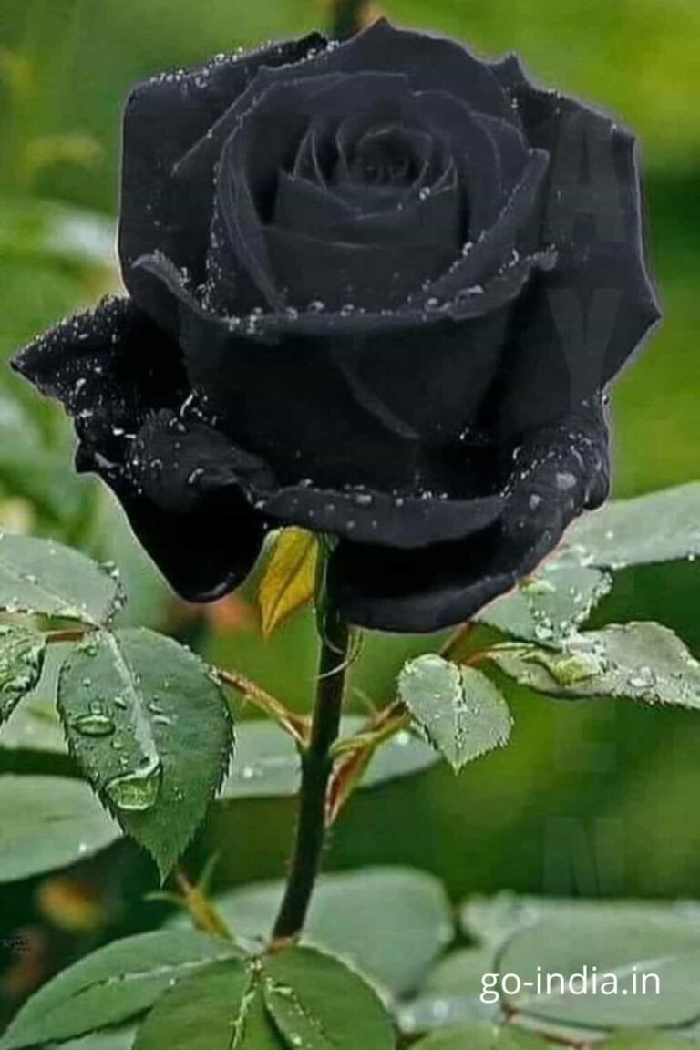 black rose with the nature's beauty