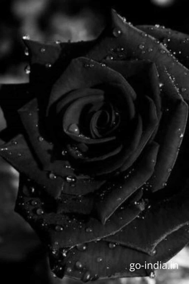 black rose with water droplets