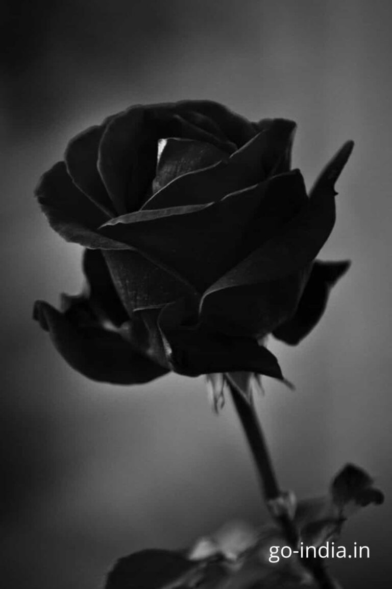 blomming black rose