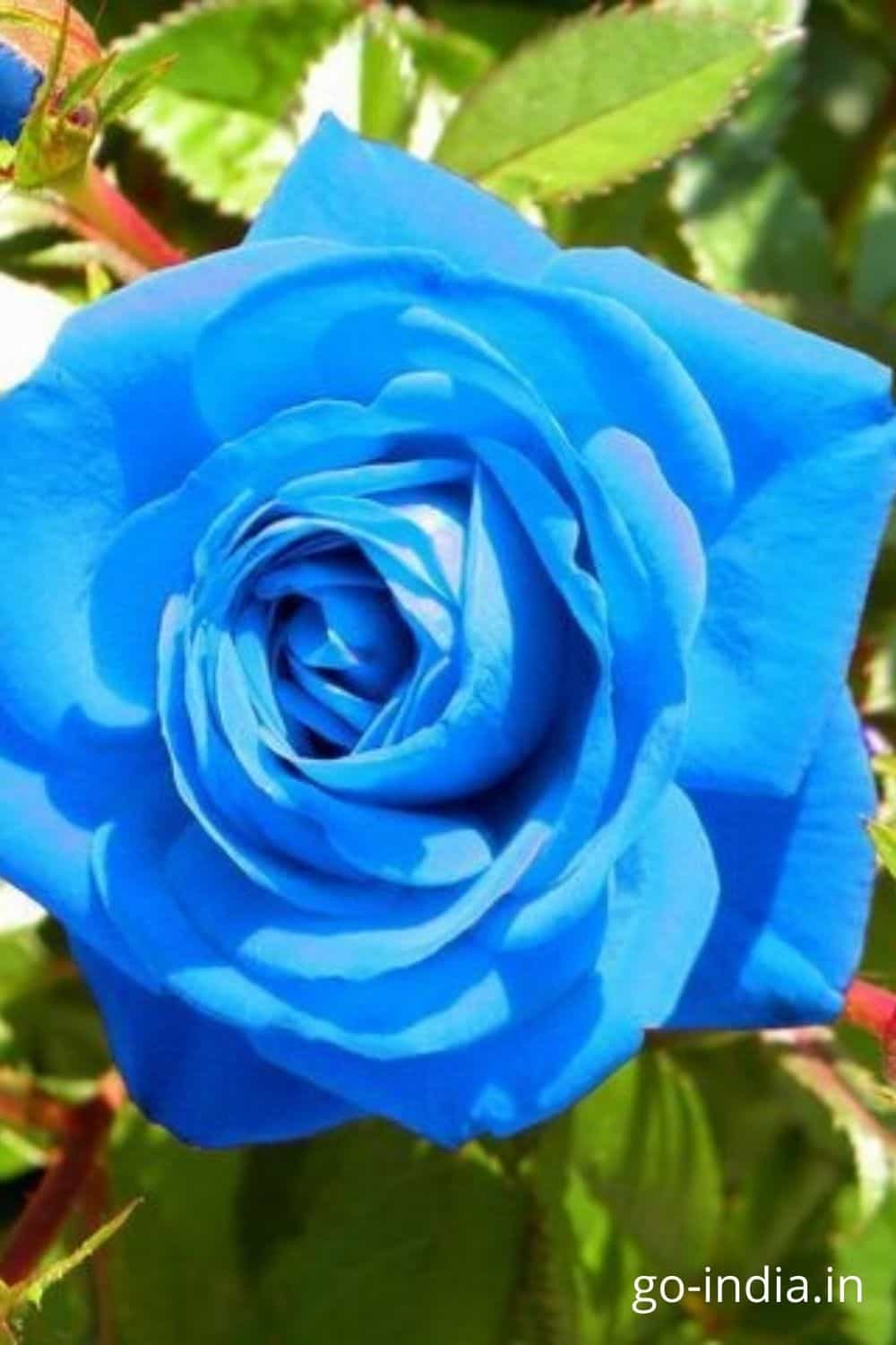 150+ Best Blue Rose Wallpaper, Images and Photos : For a Perfect ...