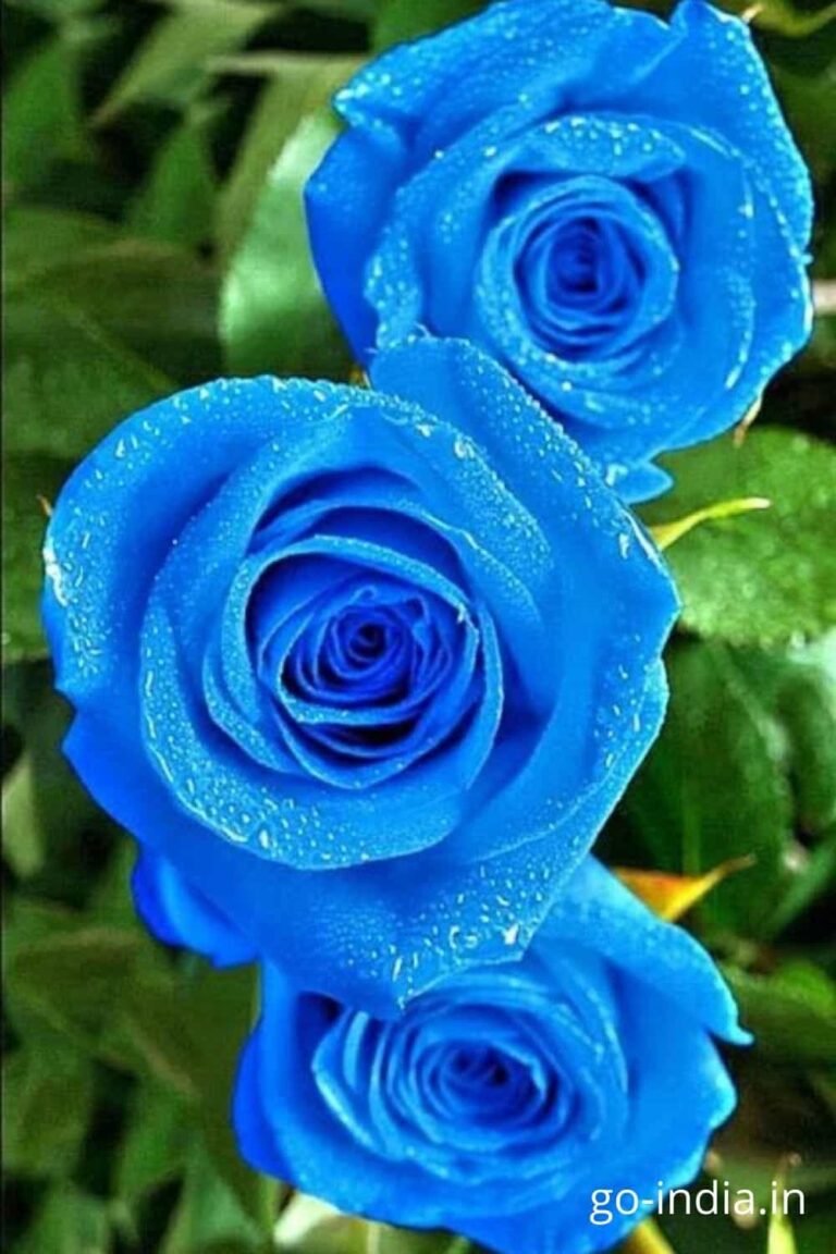 blue rose good morning image