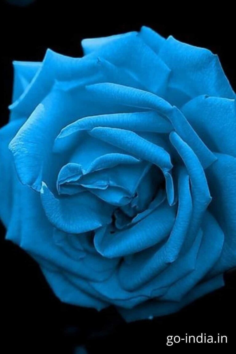 blue rose hd pic