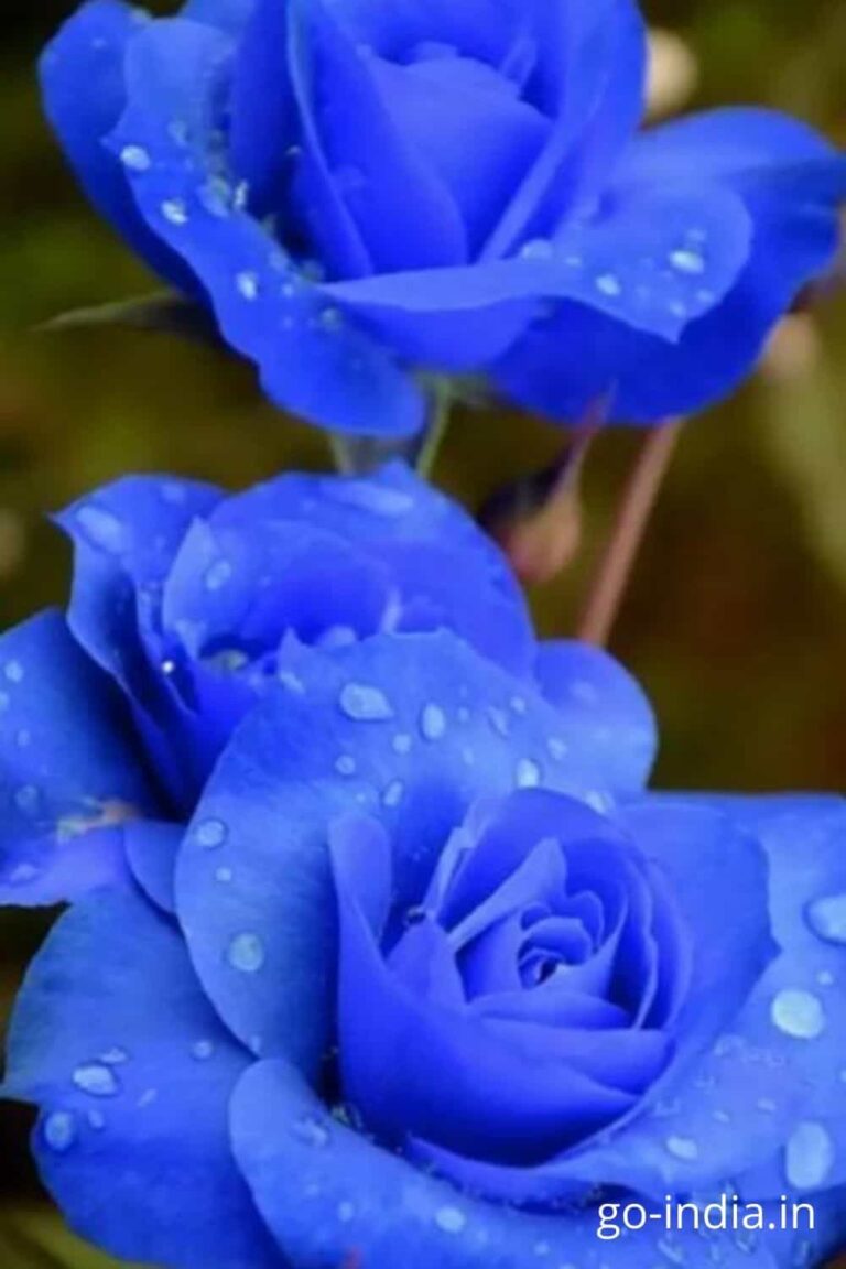 blue rose photo download