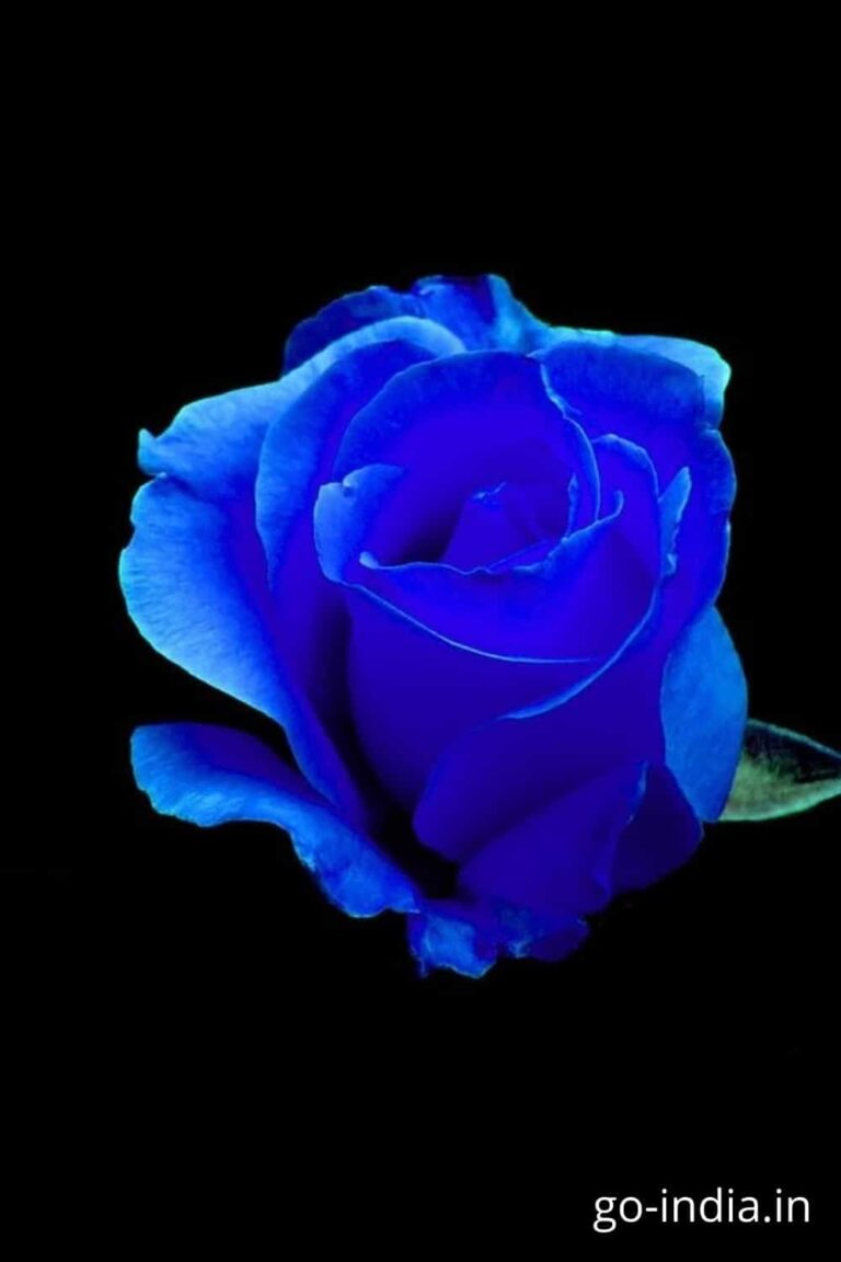 blue rose pic