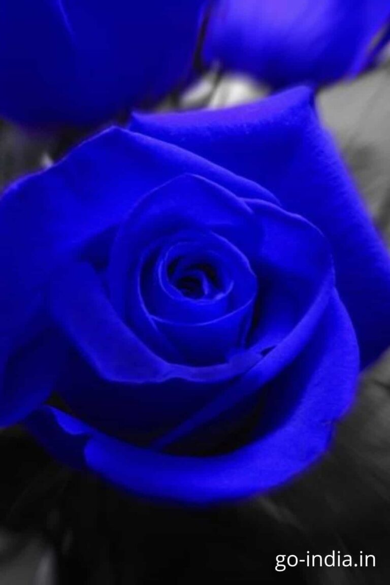 blue rose pic download