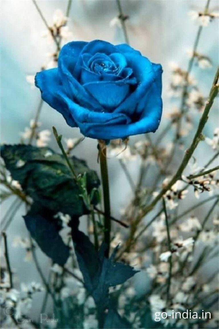 blue rose pic, pic of blue rose
