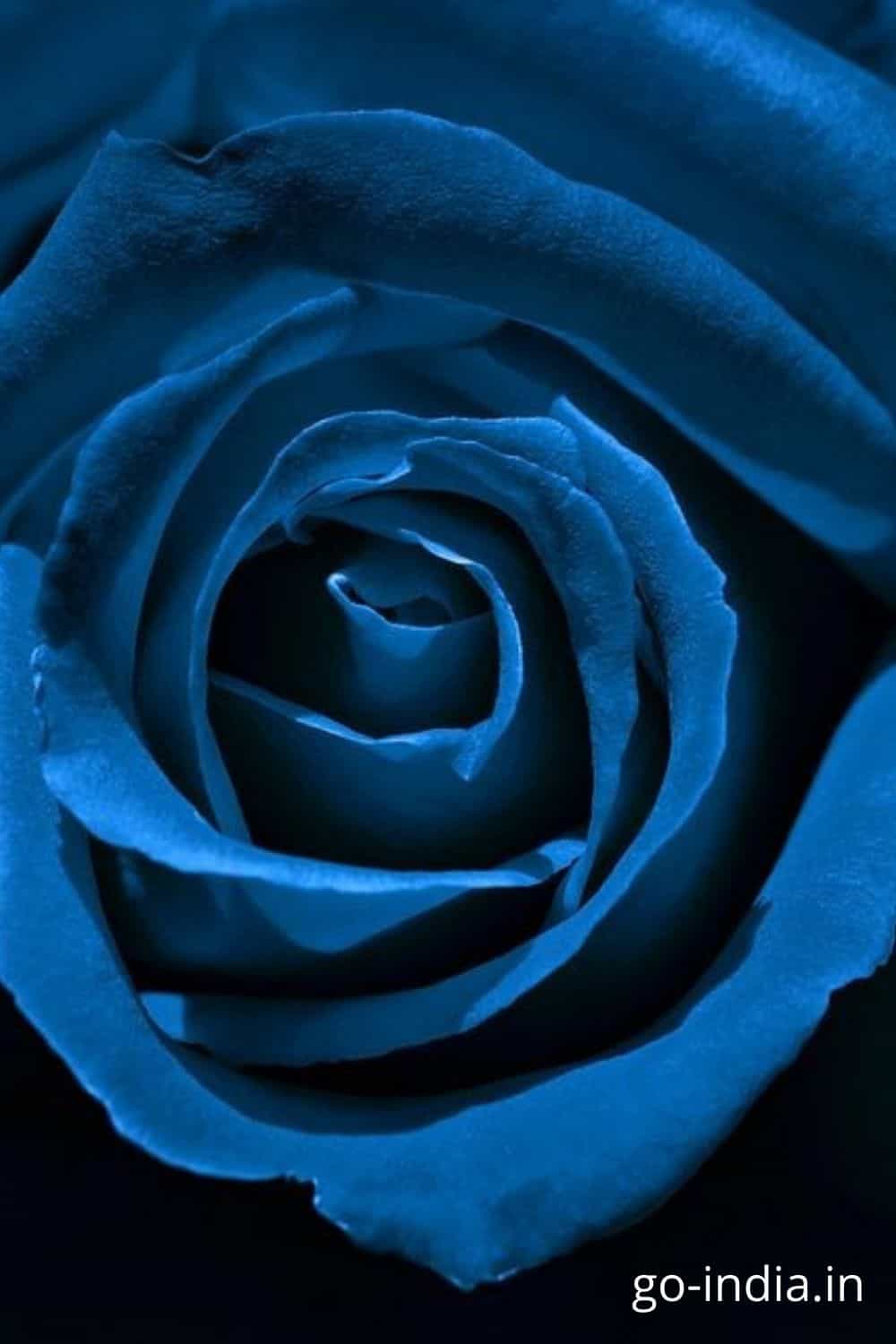150+ Best Blue Rose Wallpaper, Images and Photos : For a Perfect ...