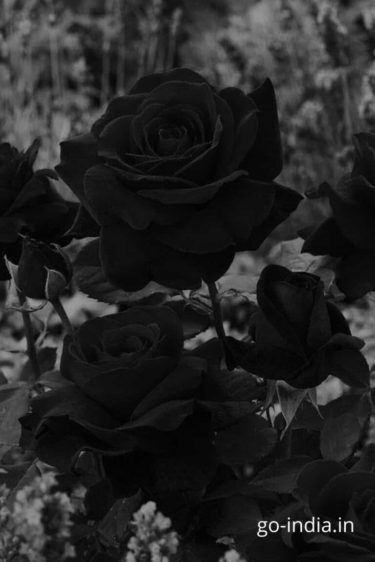 bouque of beautiful black rose