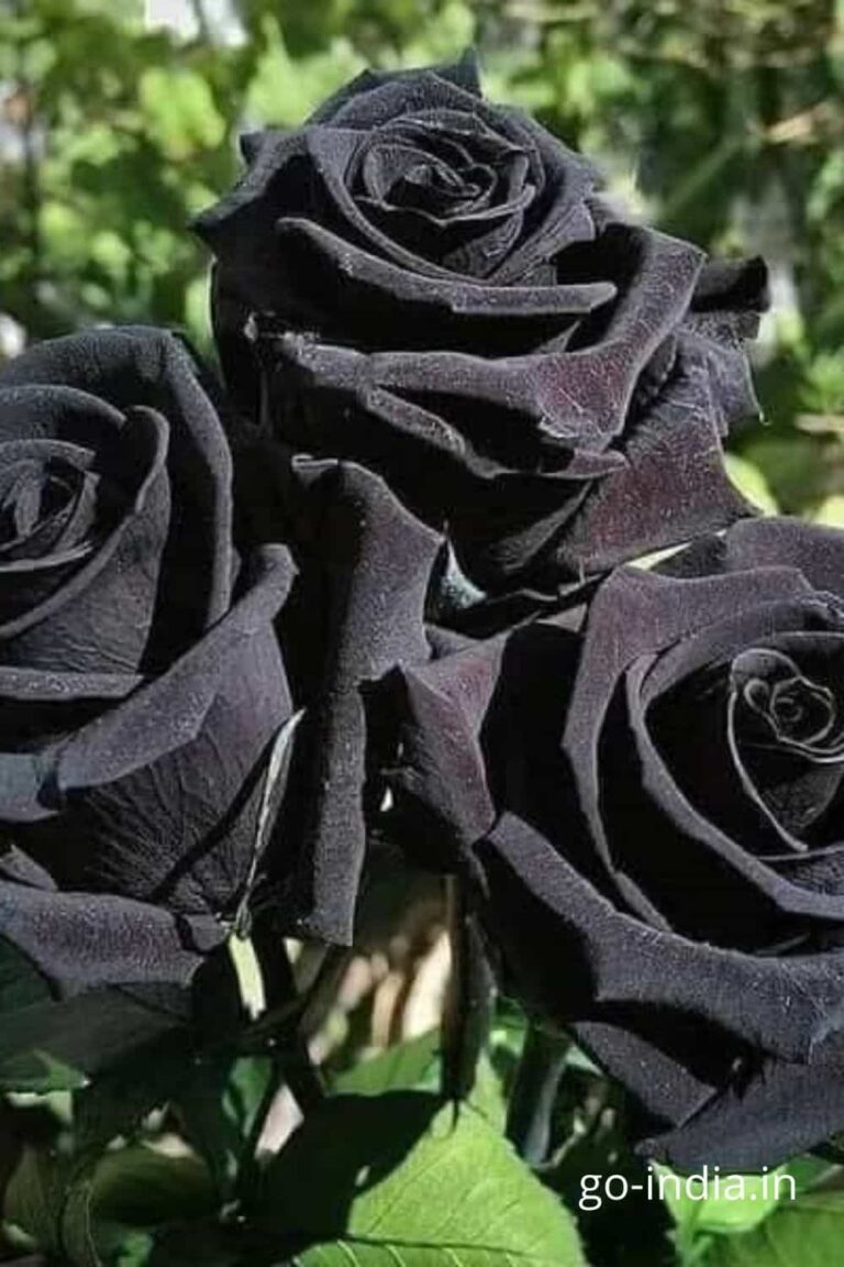 bouque of black rose