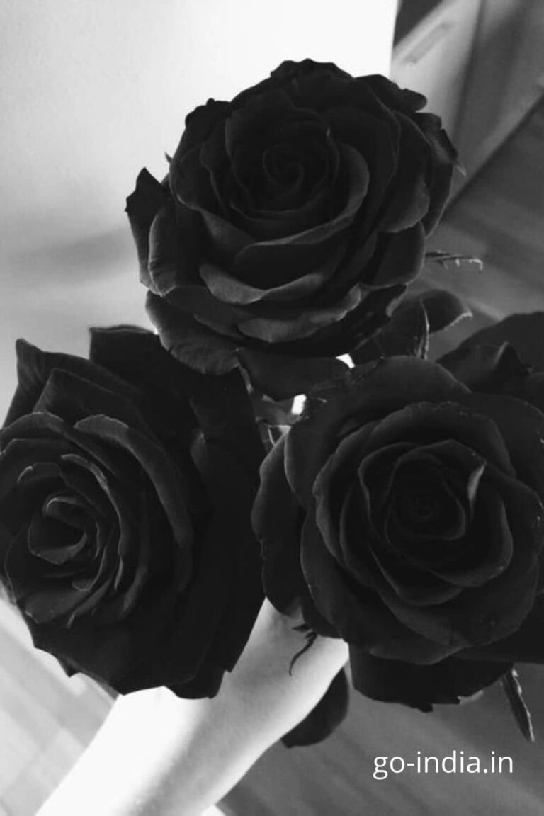 bouque of preety black rose