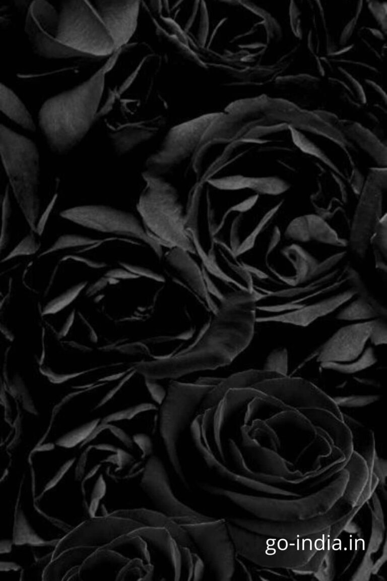 bunch of lovely black rose