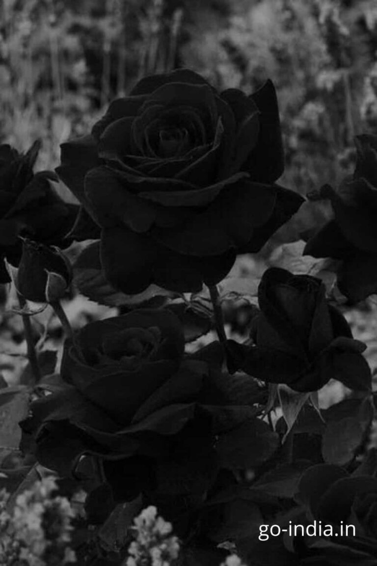 combined photo of black rose