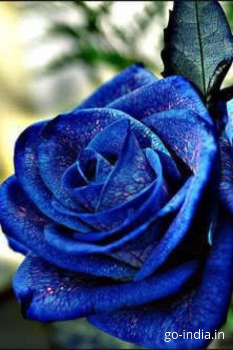 dark blue rose