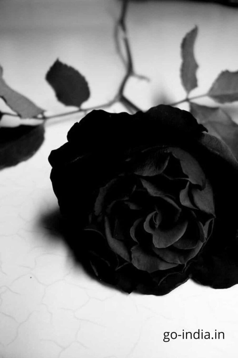 download free black rose photo