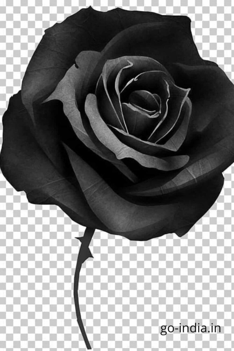 drawing of preety black rose