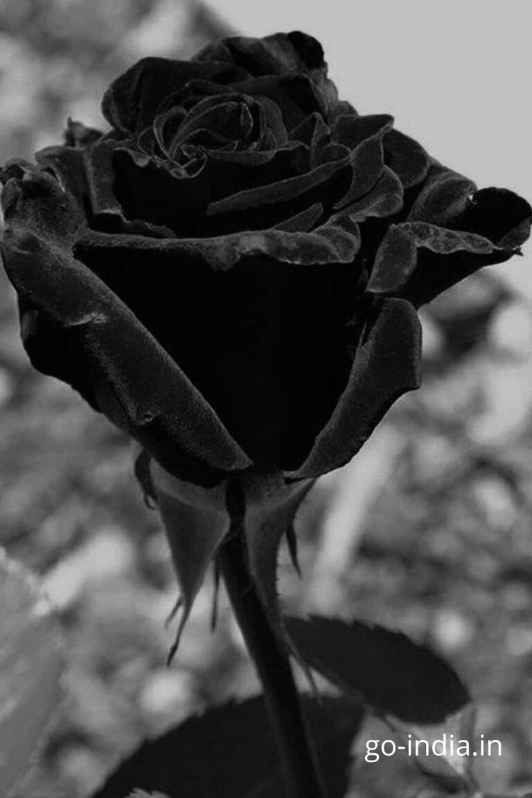 dried black rose