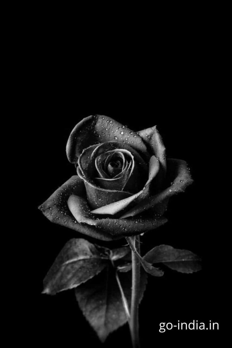 epic photoof black rose