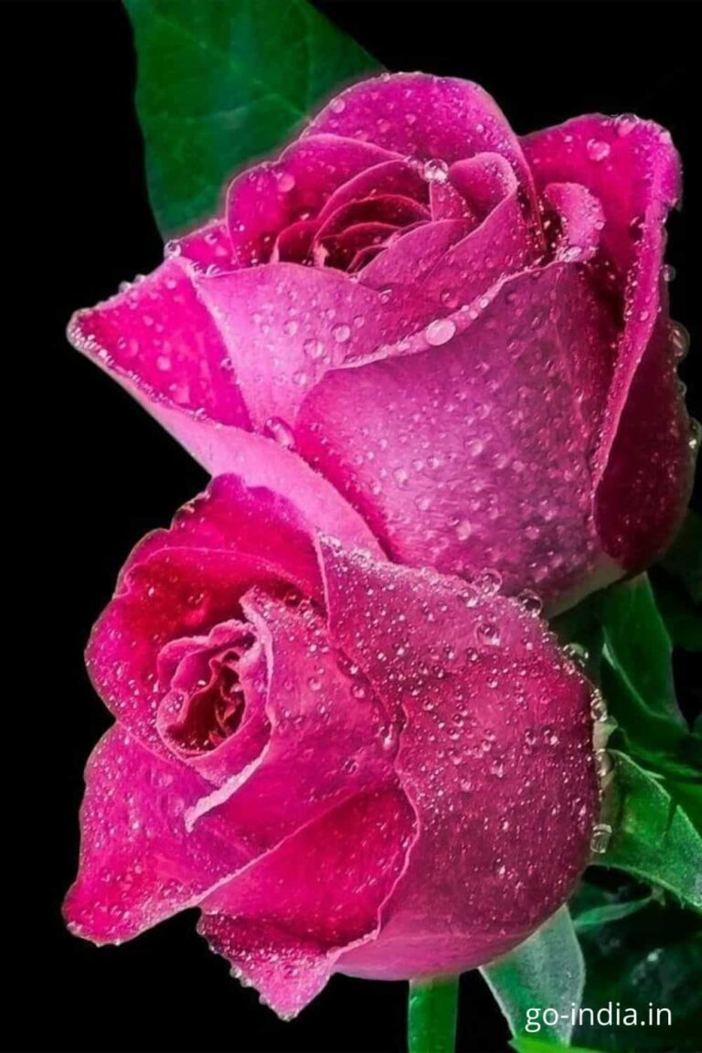 free download lovely image of pink rose