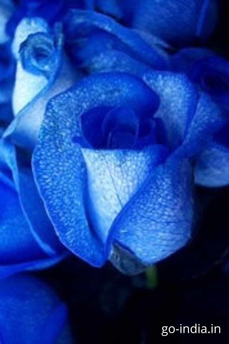 full hd blue rose wallpaper