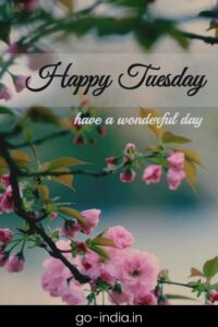 happy tuesday have a wonderful day