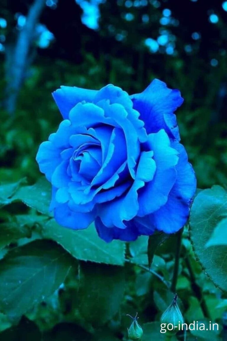 hd blue rose