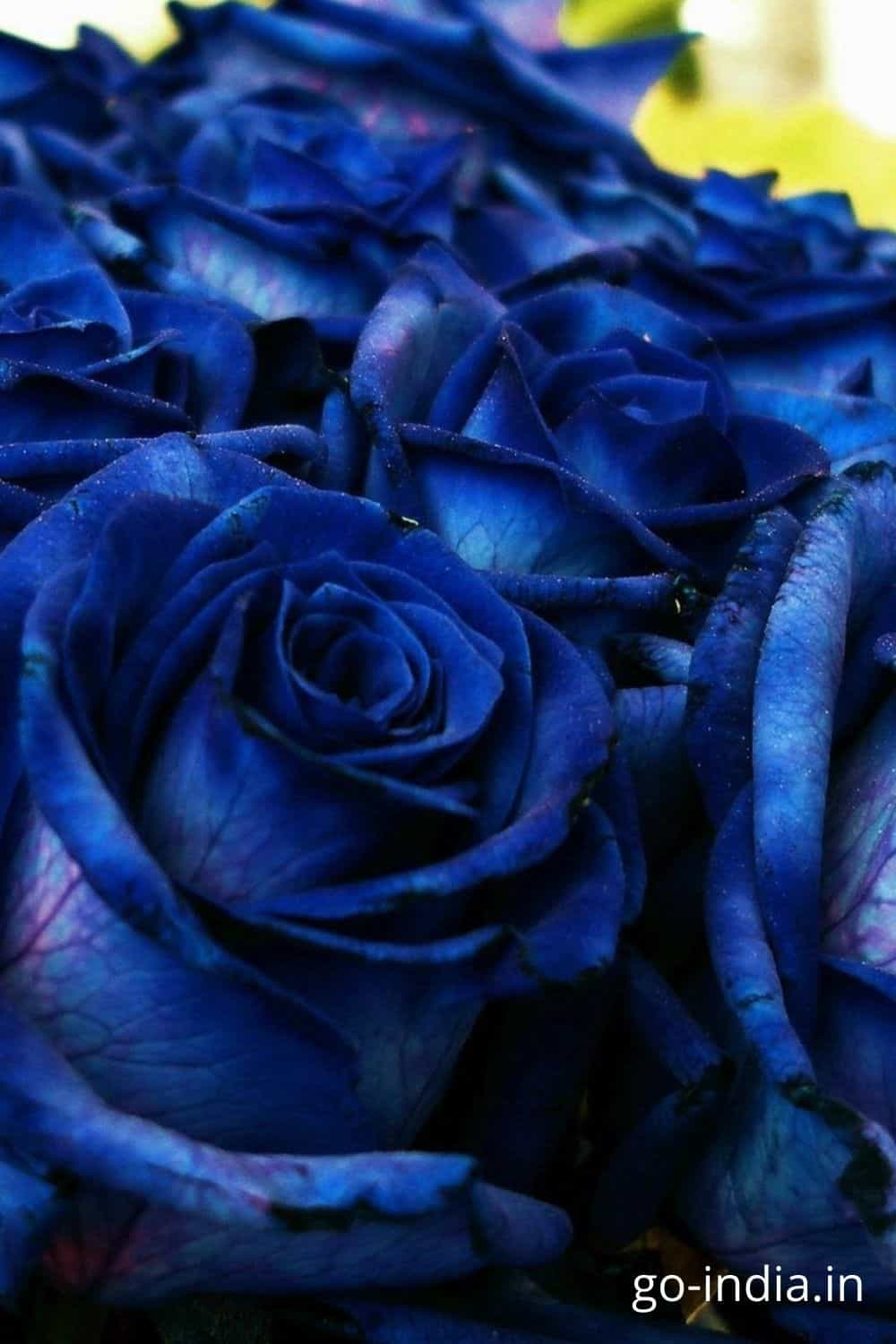 150+ Best Blue Rose Wallpaper, Images and Photos : For a Perfect