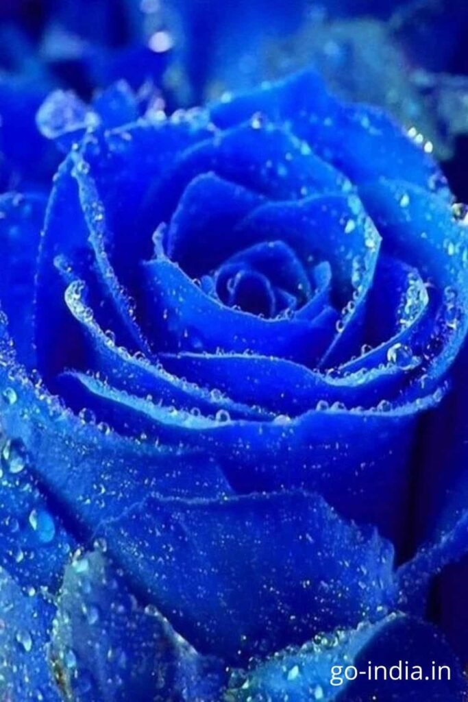 150+ Best Blue Rose Wallpaper, Images and Photos : For a Perfect