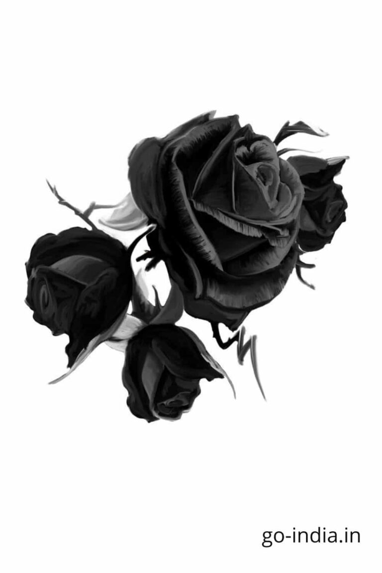 lovely black rose