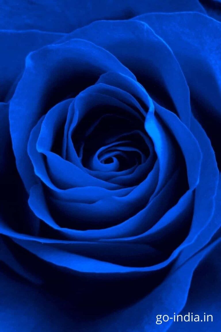 lovely pic blue rose