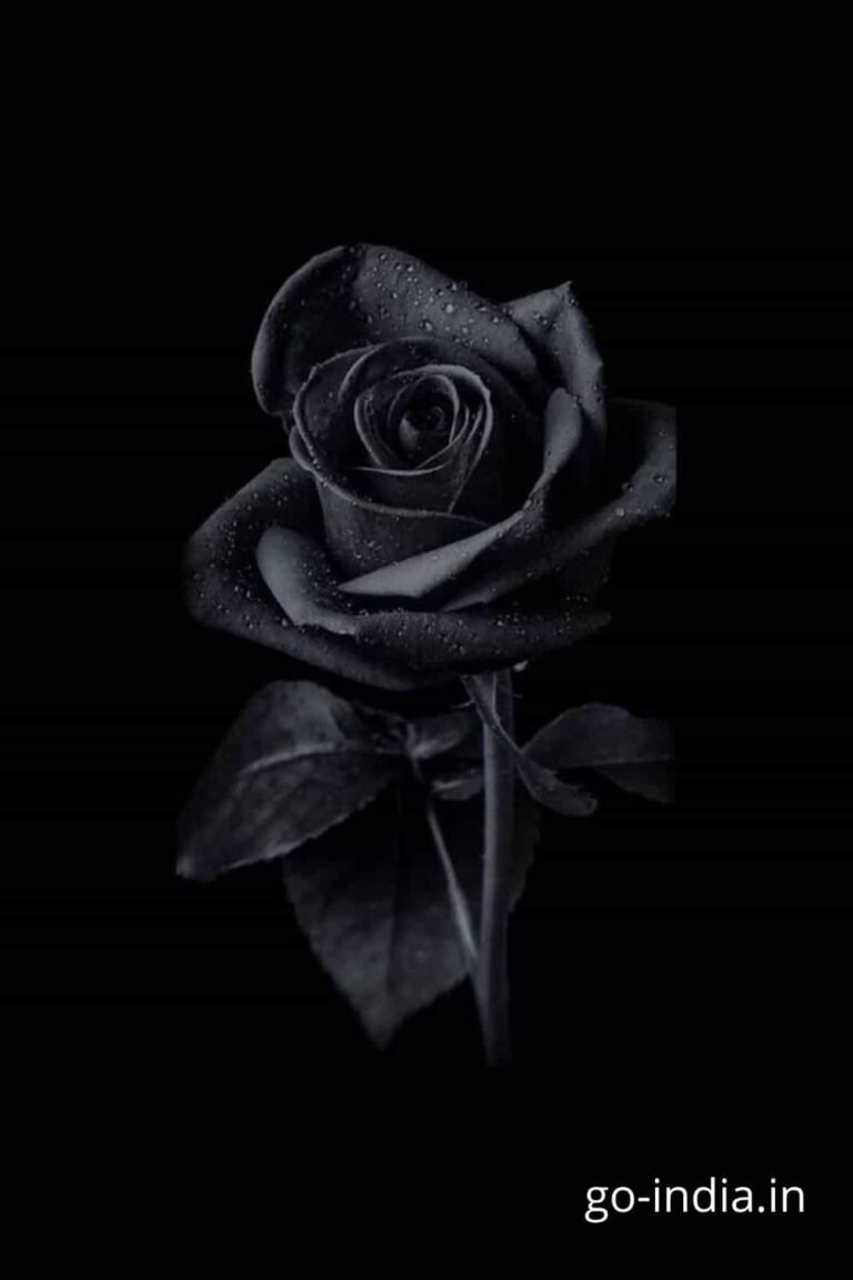 lovely pic of black rose